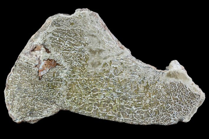 Polished Dinosaur Bone (Gembone) Section - Morocco #107023